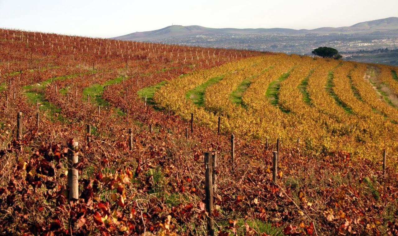 Mooiplaas Wine Estate Lejlighed Stellenbosch Eksteriør billede