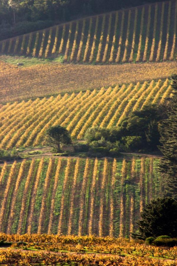 Mooiplaas Wine Estate Lejlighed Stellenbosch Eksteriør billede