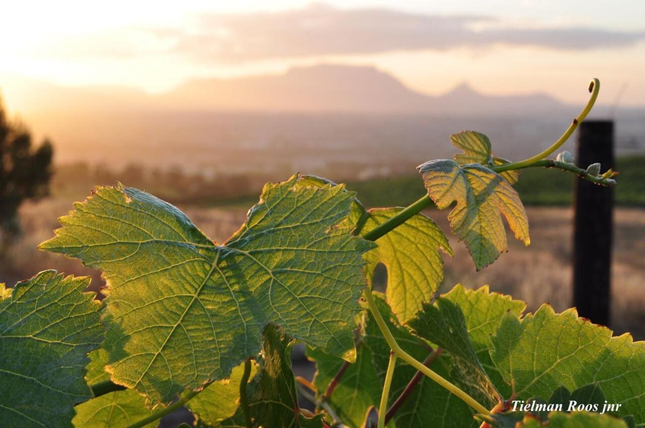 Mooiplaas Wine Estate Lejlighed Stellenbosch Eksteriør billede