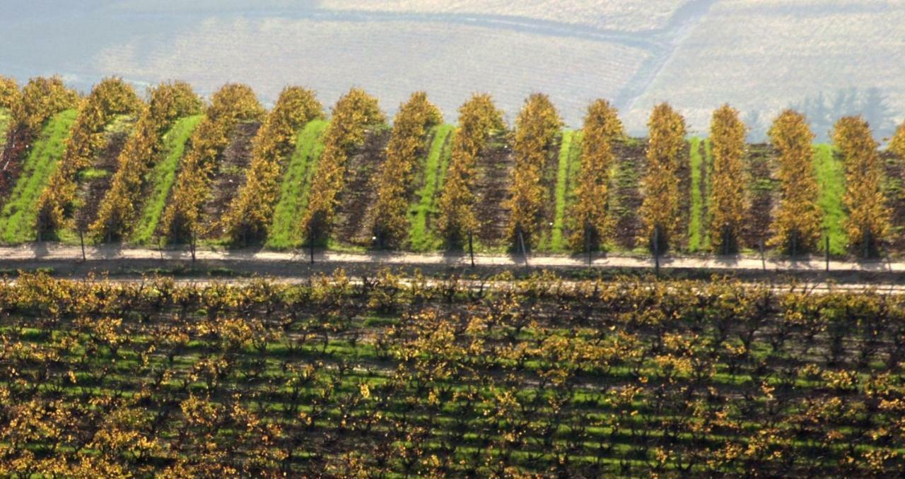 Mooiplaas Wine Estate Lejlighed Stellenbosch Eksteriør billede